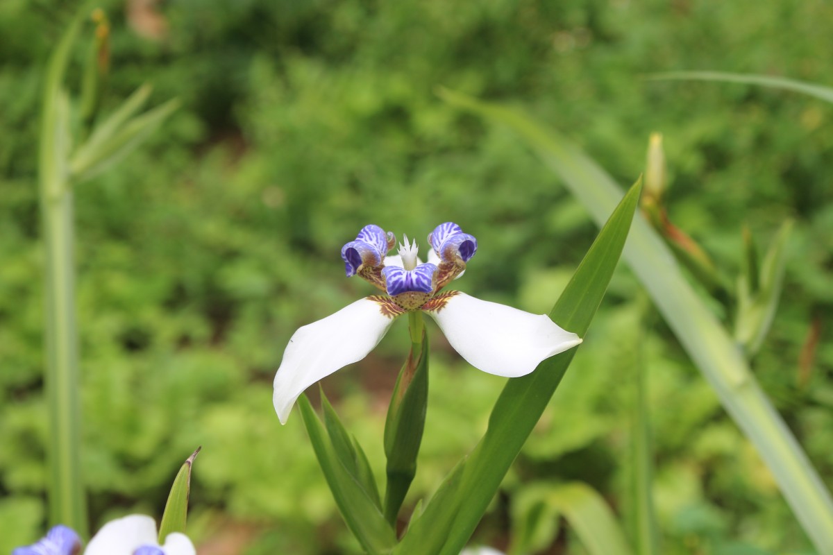 Trimezia gracilis (Herb.) Christenh. & Byng